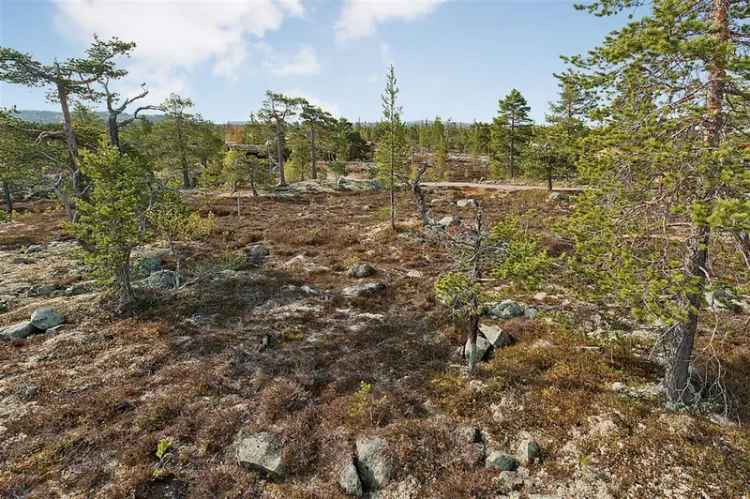 Hyttetomt Tryvang Stor Elvdal - Flott utsikt og natur
